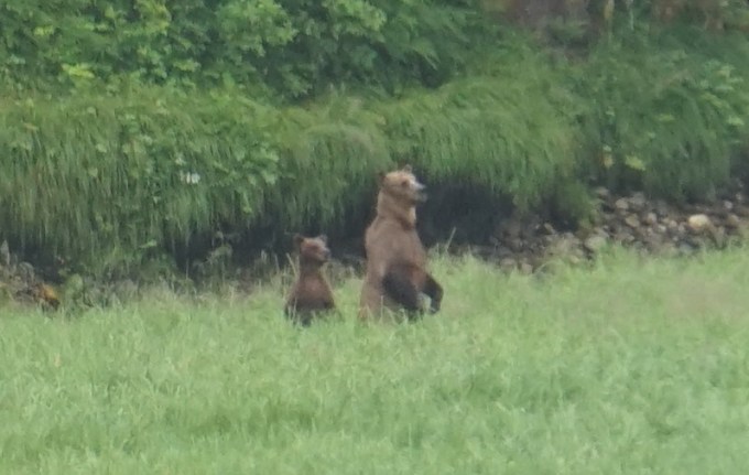 Bears Standing